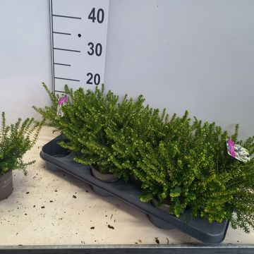 Erica x darleyensis 'White Perfection'