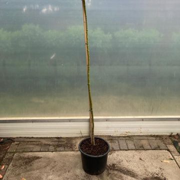 Ilex x altaclerensis 'Golden King'