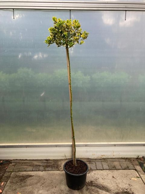 Ilex x altaclerensis 'Golden King'