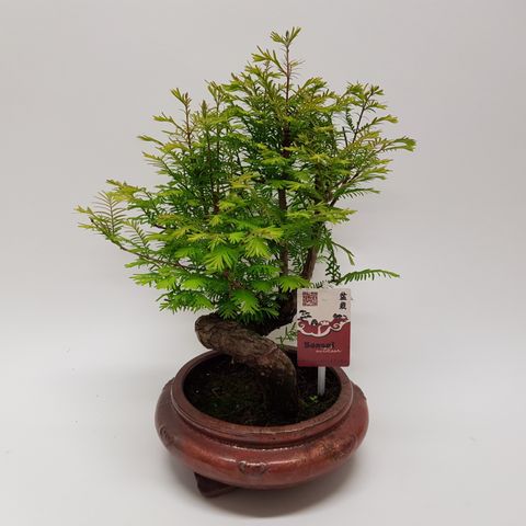 Metasequoia glyptostroboides