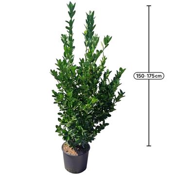Euonymus japonicus