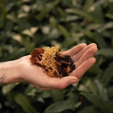 Substrates ORCHID MIX