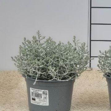 Leucophyta brownii