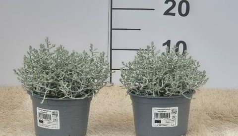 Leucophyta brownii
