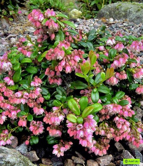 Vaccinium vitis-idaea minus