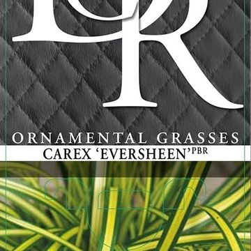 Carex oshimensis EVERCOLOR EVERSHEEN