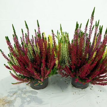 Calluna vulgaris BEAUTY LADIES MIX IN POT
