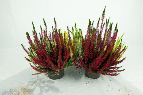 Calluna vulgaris BEAUTY LADIES MIX IN POT