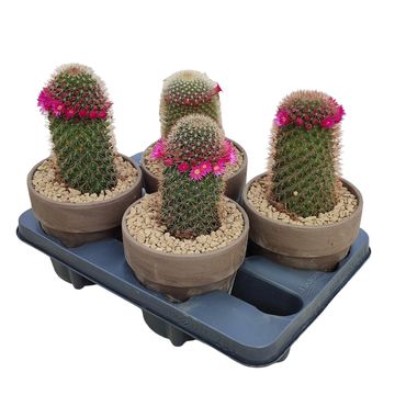 Mammillaria ernestii