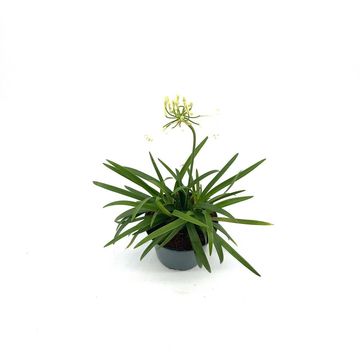 Agapanthus EVERPANTHUS EVER WHITE