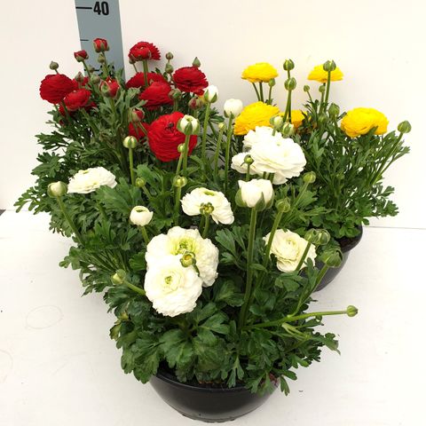 Ranunculus MIX