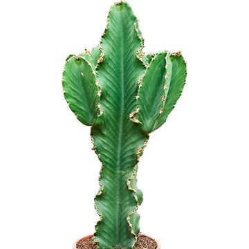 Euphorbia erythraea