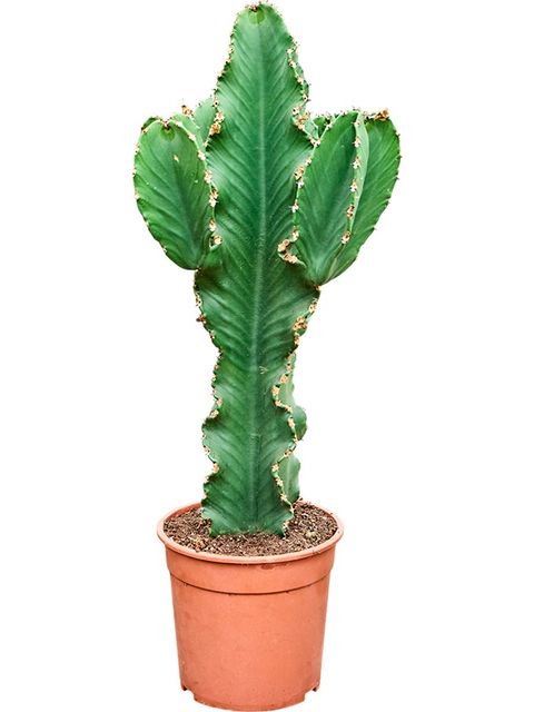 Euphorbia erythraea
