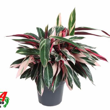 Stromanthe sanguinea 'Triostar'