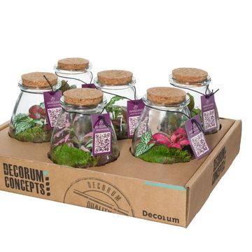 Arrangement Terrarium