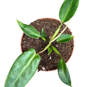 Philodendron spiritus-sancti