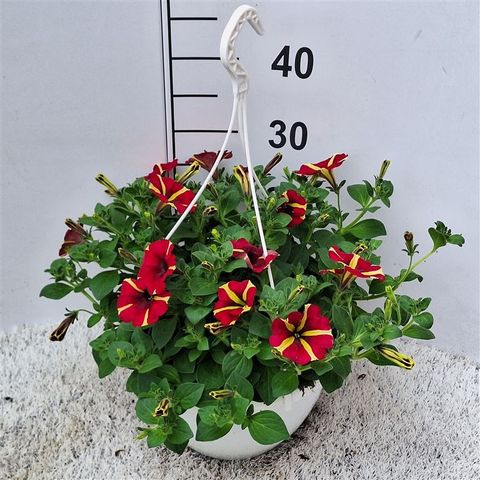 Petunia AMORE QUEEN OF HEARTS