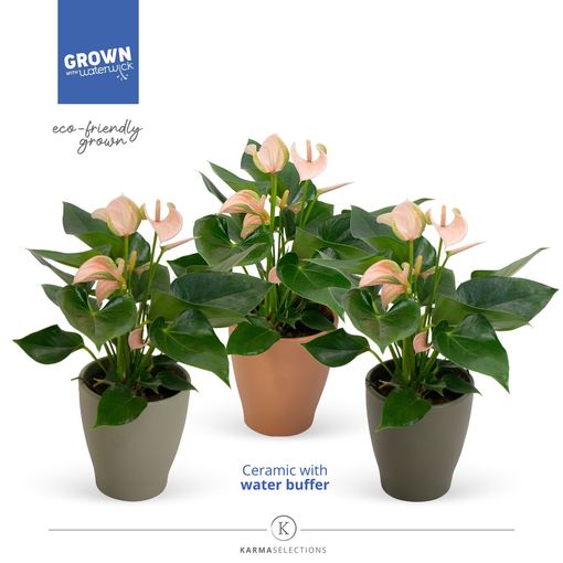 Anthurium JOLI PEACH