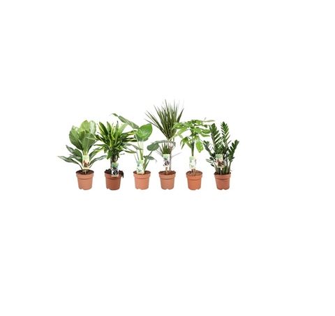 Houseplants MIX