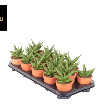 Sansevieria 'Comet Canoe No. 1'