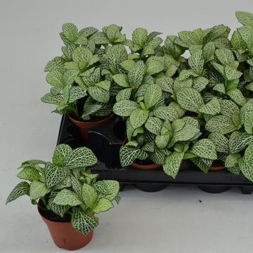 Fittonia 'White Anne'