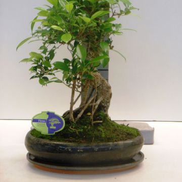 Ficus retusa