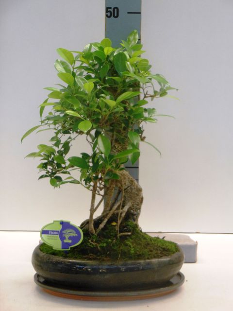 Ficus retusa