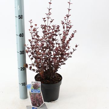 Lophomyrtus x ralphii 'Black Pearl'