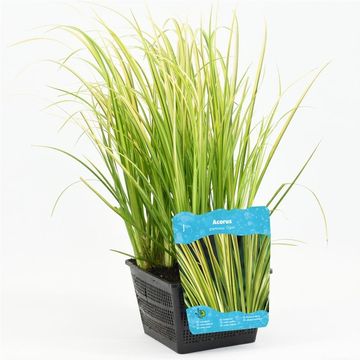 Acorus gramineus 'Ogon'