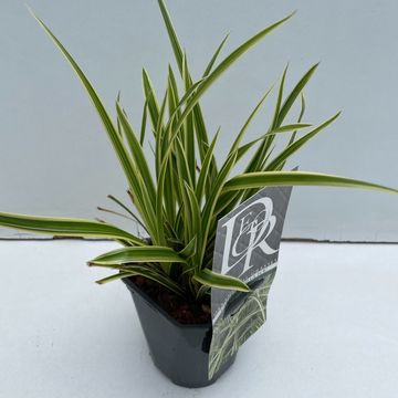 Carex morrowii VANILLA ICE