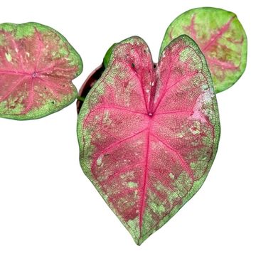 Caladium 'Sexy Pink'
