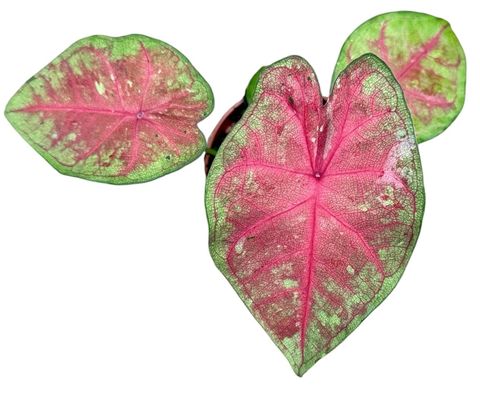 Caladium 'Sexy Pink'