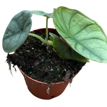 Alocasia nebula 'Imperialis'