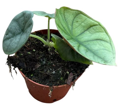 Alocasia nebula 'Imperialis'