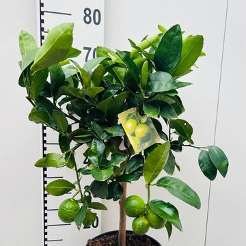Citrus x aurantiifolia 'Lime Verde'