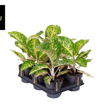 Aglaonema 'Forest Pink'