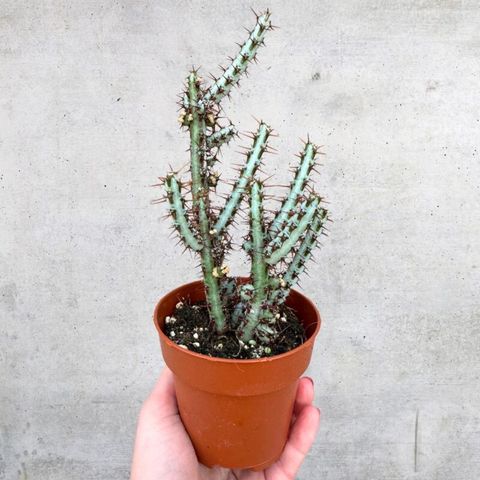 Euphorbia aeruginosa