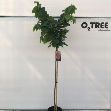 Cercis chinensis 'Avondale'