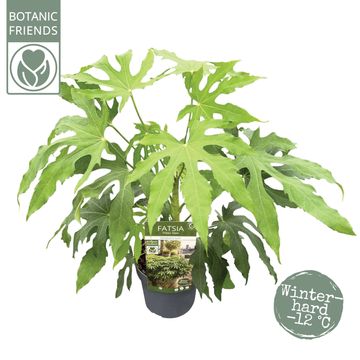 Fatsia polycarpa 'Needham's Lace'