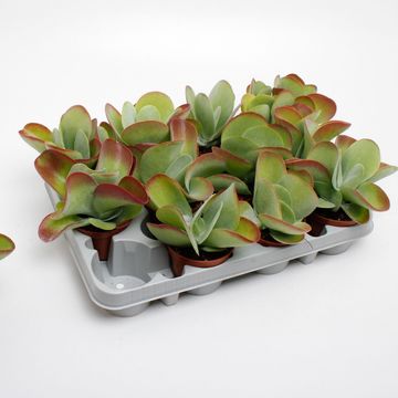 Kalanchoe thyrsiflora RED LIPS