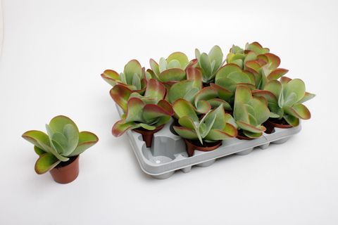 Kalanchoe thyrsiflora RED LIPS