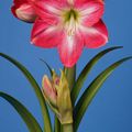 Hippeastrum 'Exposure'