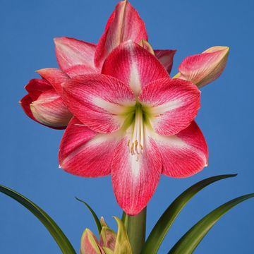 Hippeastrum 'Exposure'