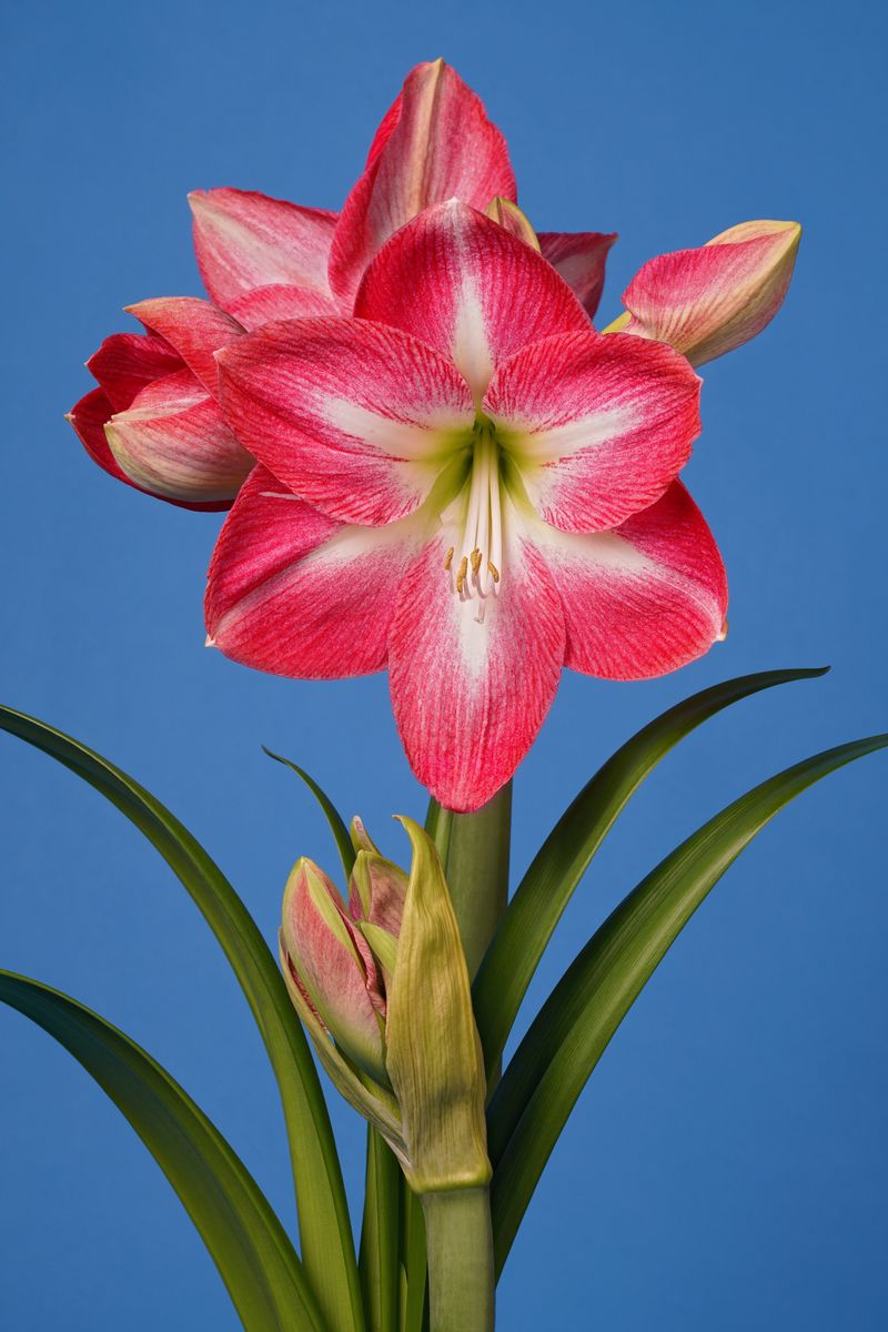 Semillas Híbridas De Hippeastrum CTn1 X Evansiarum (5 Unidades) – Bulbos Exóticos De Bolivia