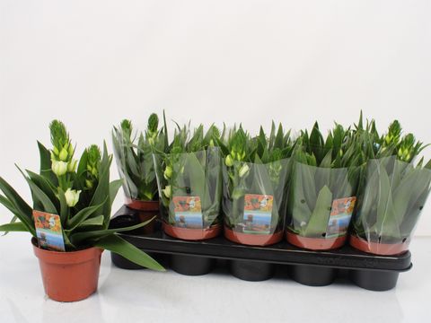 Ornithogalum thyrsoides 'Little White Star'