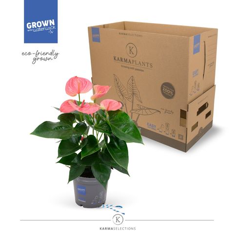 Anthurium KARMA PINK