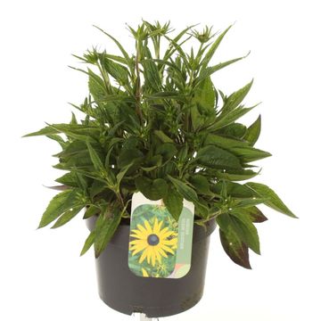 Rudbeckia fulgida SUN KA-CHING