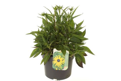 Rudbeckia fulgida SUN KA-CHING
