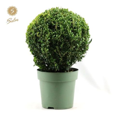 Buxus sempervirens