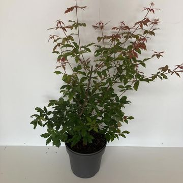 Acer griseum